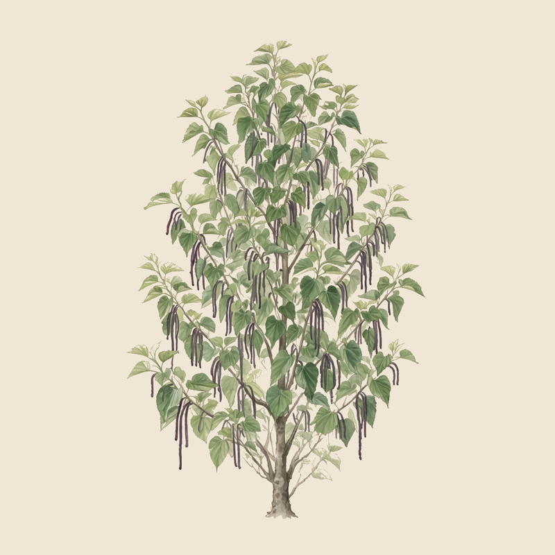 Pakistan mulberry (Morus macroura) — syntropic agroforestry species