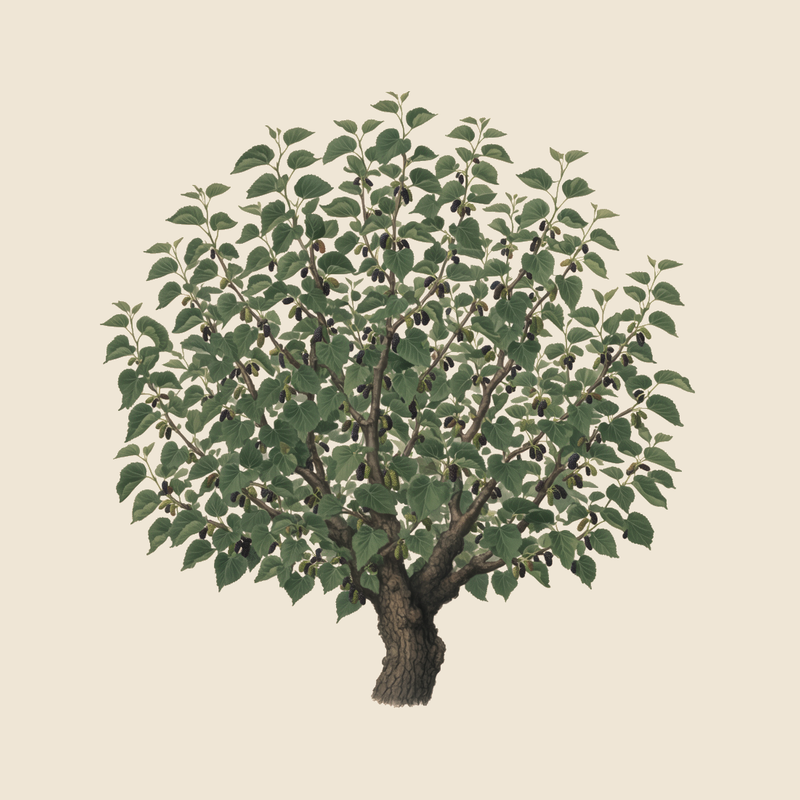 Black mulberry (Morus nigra) — syntropic agroforestry species