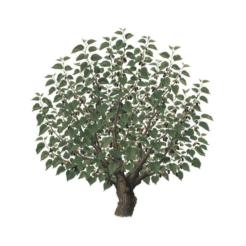 Black mulberry Black mulberry