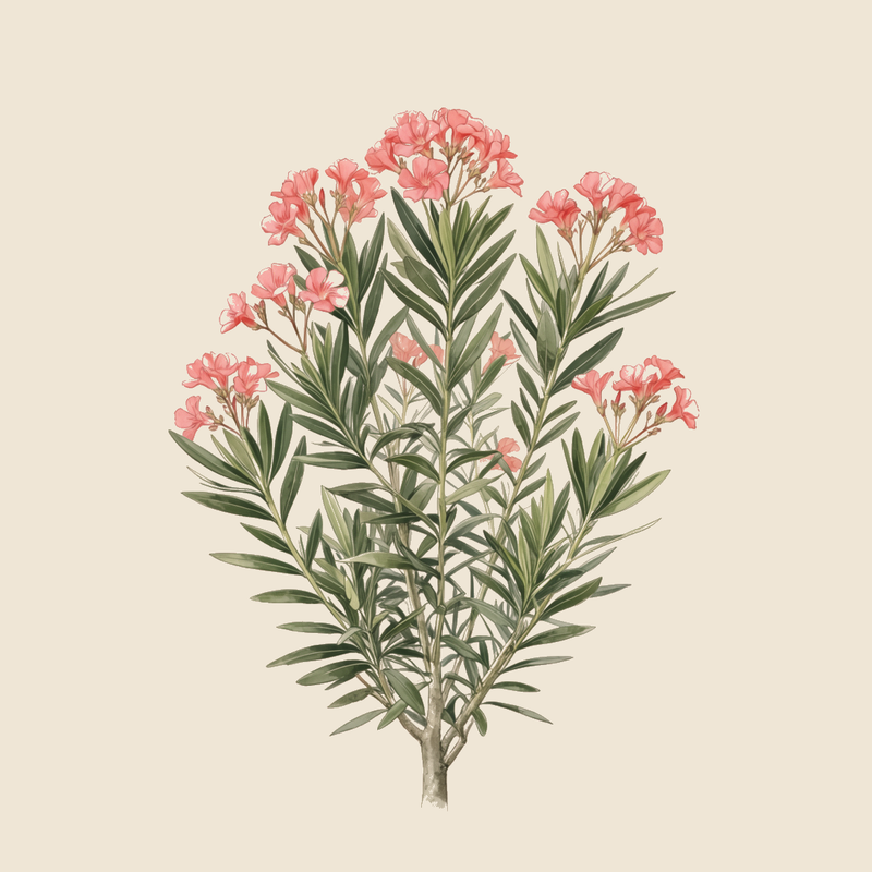 Oleander (Nerium oleander) — syntropic agroforestry species
