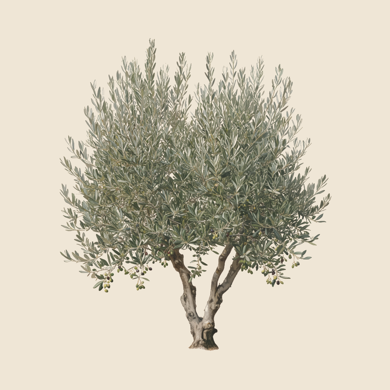 Olive (Olea europaea) — syntropic agroforestry species