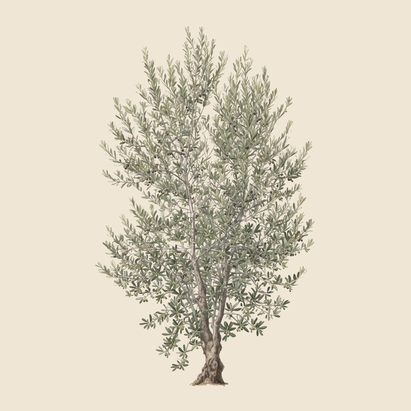 Wild olive (Olea europaea var. sylvestris) — syntropic agroforestry species