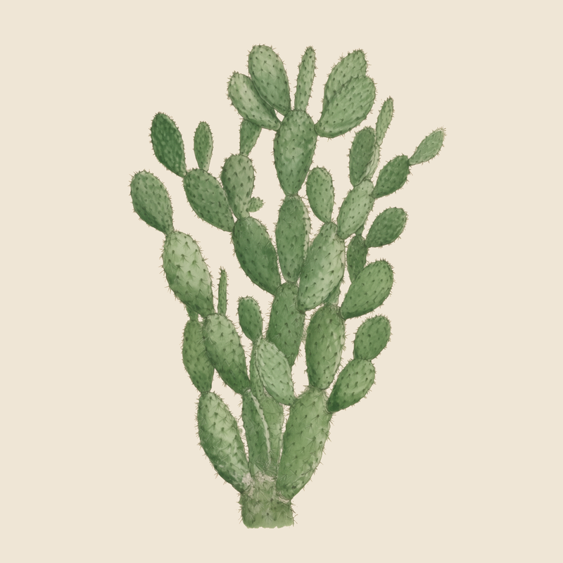Prickly pear (Opuntia ficus-indica) — syntropic agroforestry species