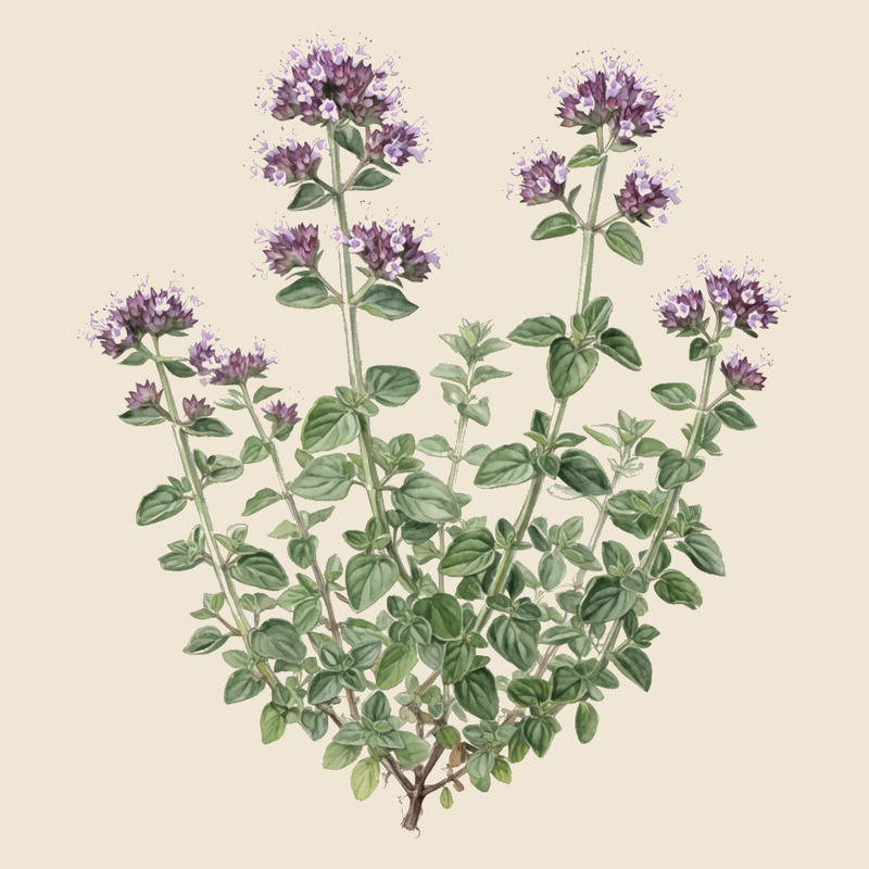 Oregano (Origanum vulgare) — syntropic agroforestry species