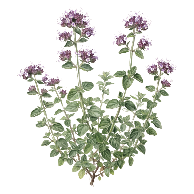 Oregano