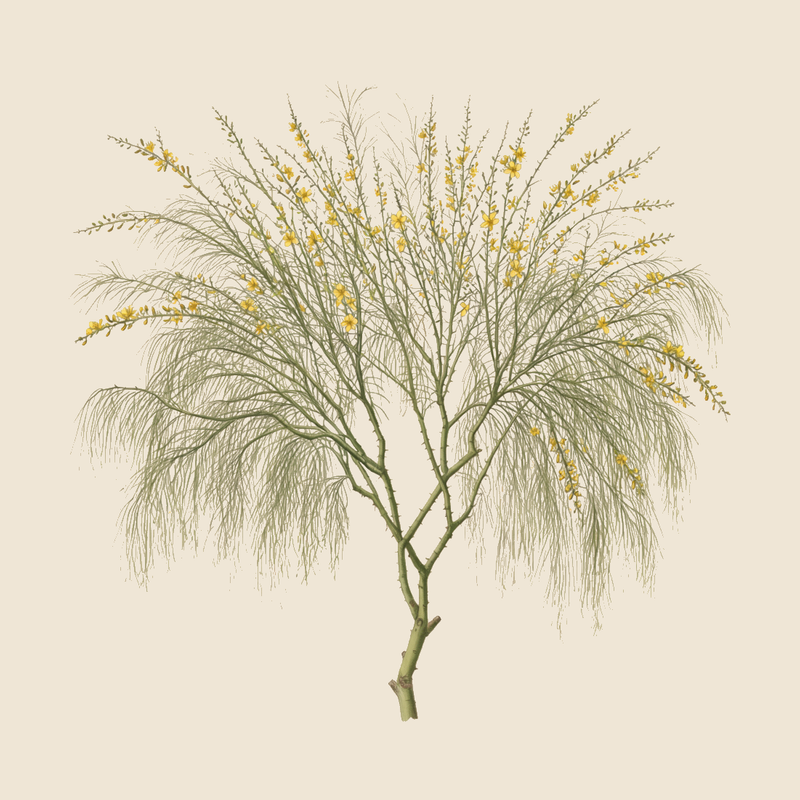 Jerusalem thorn