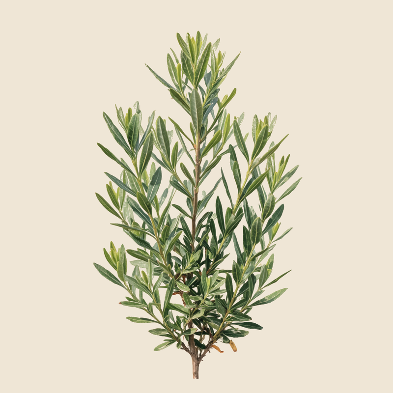 Narrow-leaved mock privet (Phillyrea angustifolia) — syntropic agroforestry species