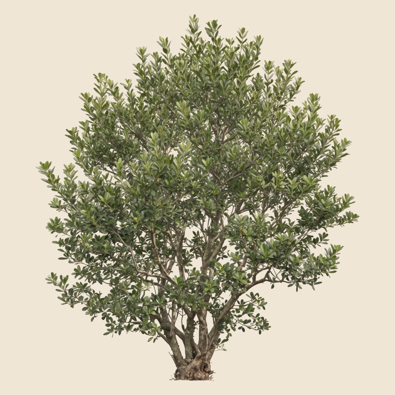 Broad-leaved mock privet (Phillyrea latifolia) — syntropic agroforestry species