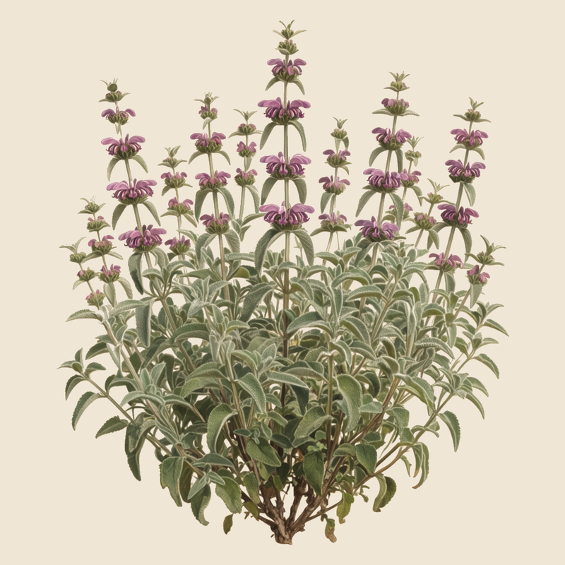 Jerusalem sage (Phlomis purpurea) — syntropic agroforestry species