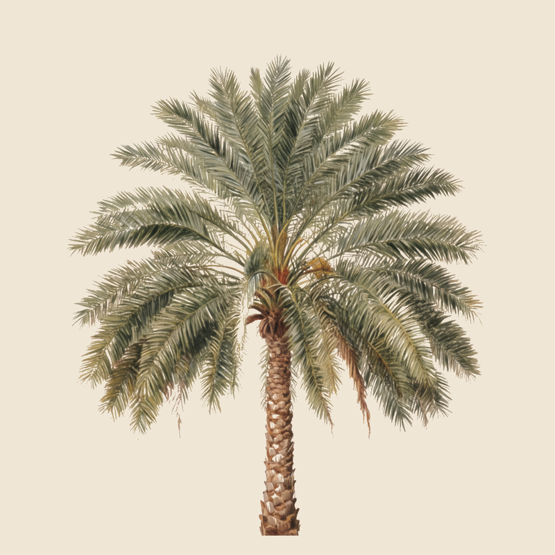 Date palm