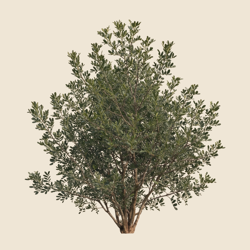 Mastic Tree (Pistacia lentiscus) — syntropic agroforestry species