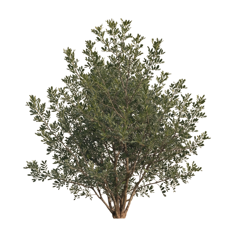 Mastic Tree Mastic Tree