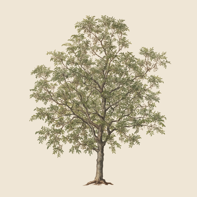 Terebinth (Pistacia terebinthus) — syntropic agroforestry species