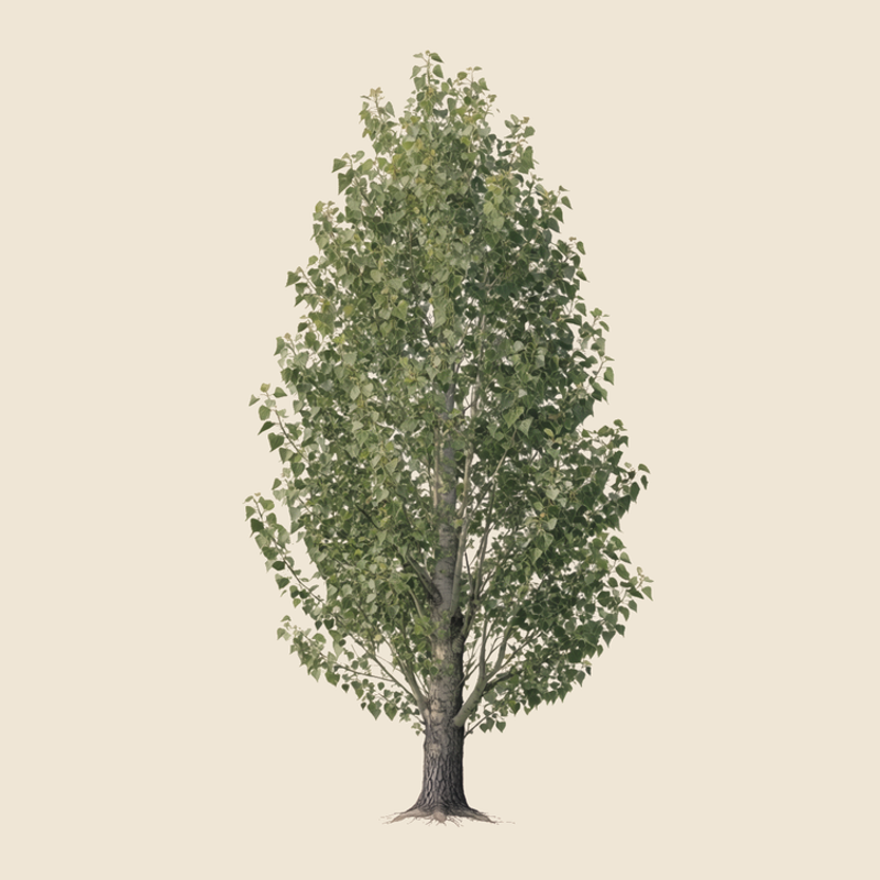 Black poplar (Populus nigra) — syntropic agroforestry species