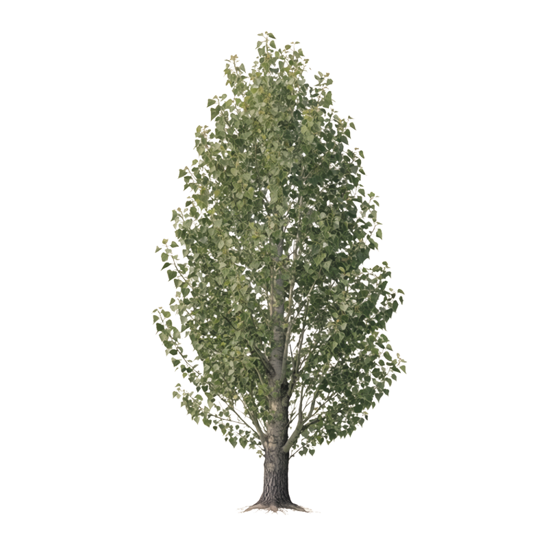 Black poplar Black poplar