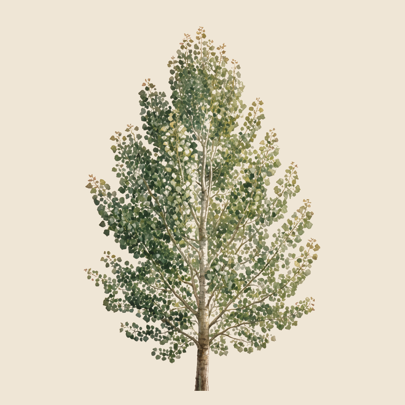 Aspen (Populus tremula) — syntropic agroforestry species