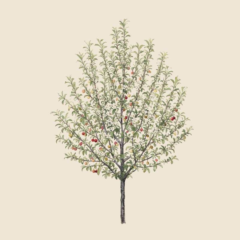 Cherry plum (Prunus cerasifera) — syntropic agroforestry species