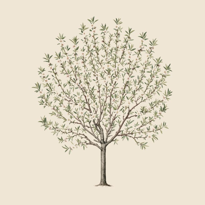 Almond (Prunus dulcis) — syntropic agroforestry species