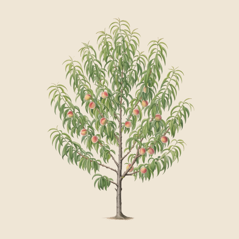 Peach (Prunus persica) — syntropic agroforestry species