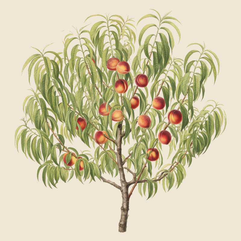 Nectarine (Prunus persica var. nucipersica) — syntropic agroforestry species