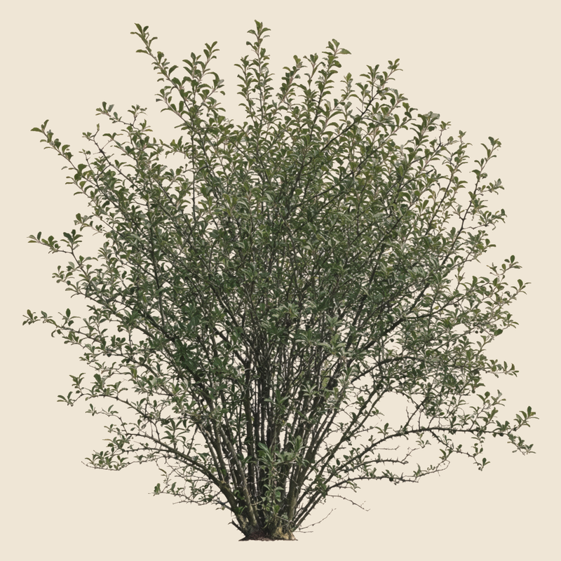 Blackthorn (Prunus spinosa) — syntropic agroforestry species