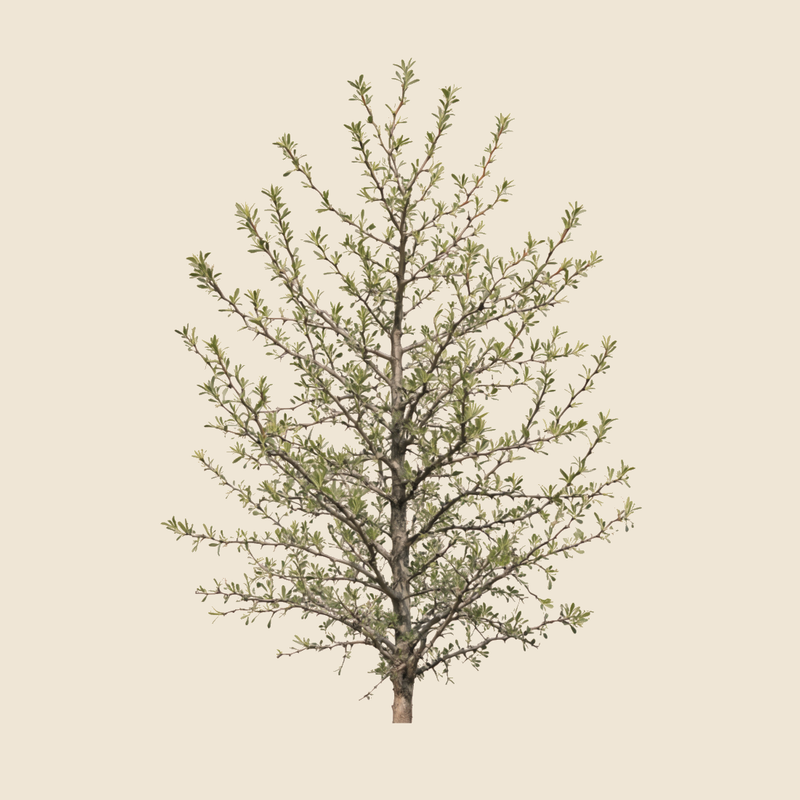 Wild almond (Prunus webbii) — syntropic agroforestry species
