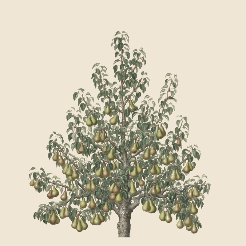 European pear (Pyrus communis) — syntropic agroforestry species