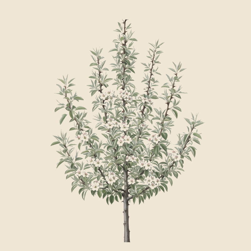 Almond-leaved pear (Pyrus spinosa) — syntropic agroforestry species