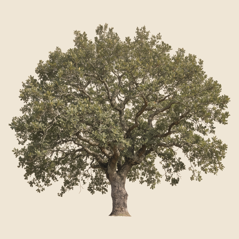 Portuguese oak (Quercus faginea) — syntropic agroforestry species