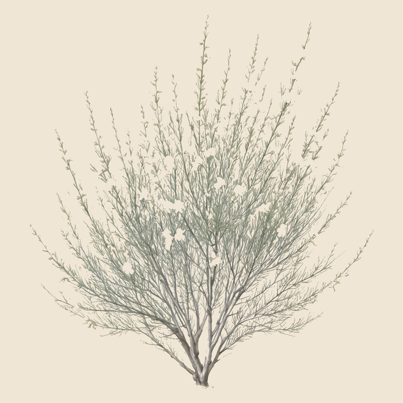 White weeping broom (Retama monosperma) — syntropic agroforestry species