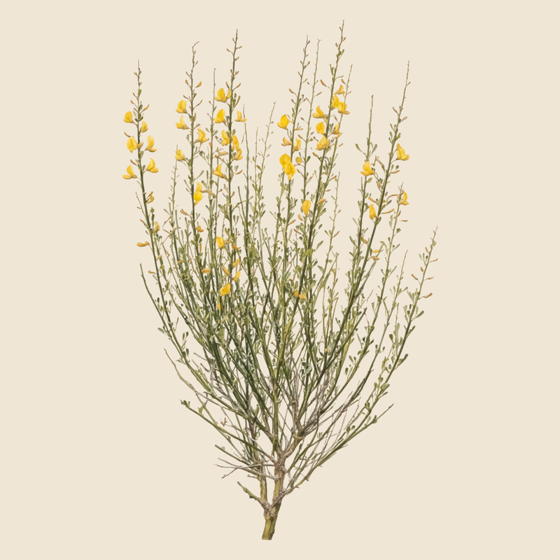Retama (Retama sphaerocarpa) — syntropic agroforestry species