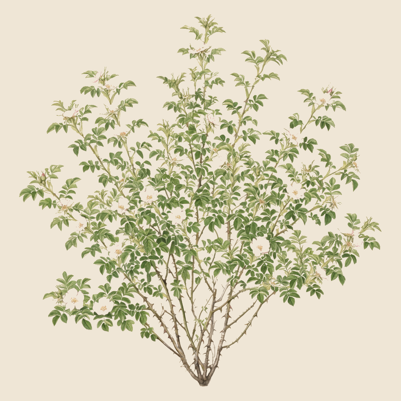 Dog rose (Rosa canina) — syntropic agroforestry species