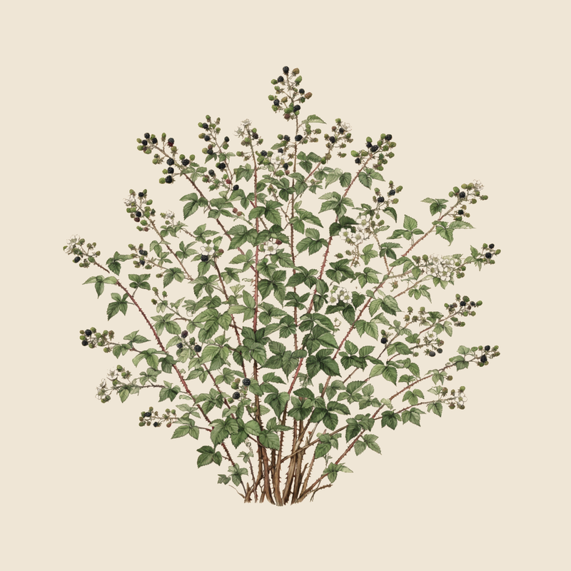 Blackberry (Rubus fruticosus) — syntropic agroforestry species