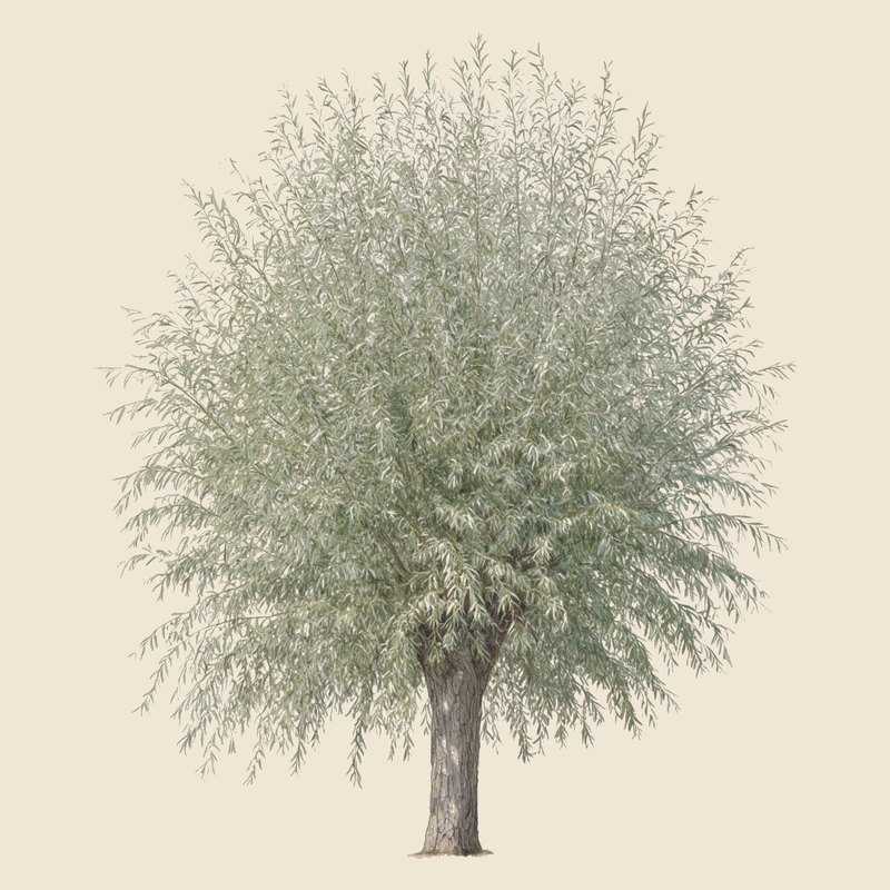 White willow (Salix alba) — syntropic agroforestry species