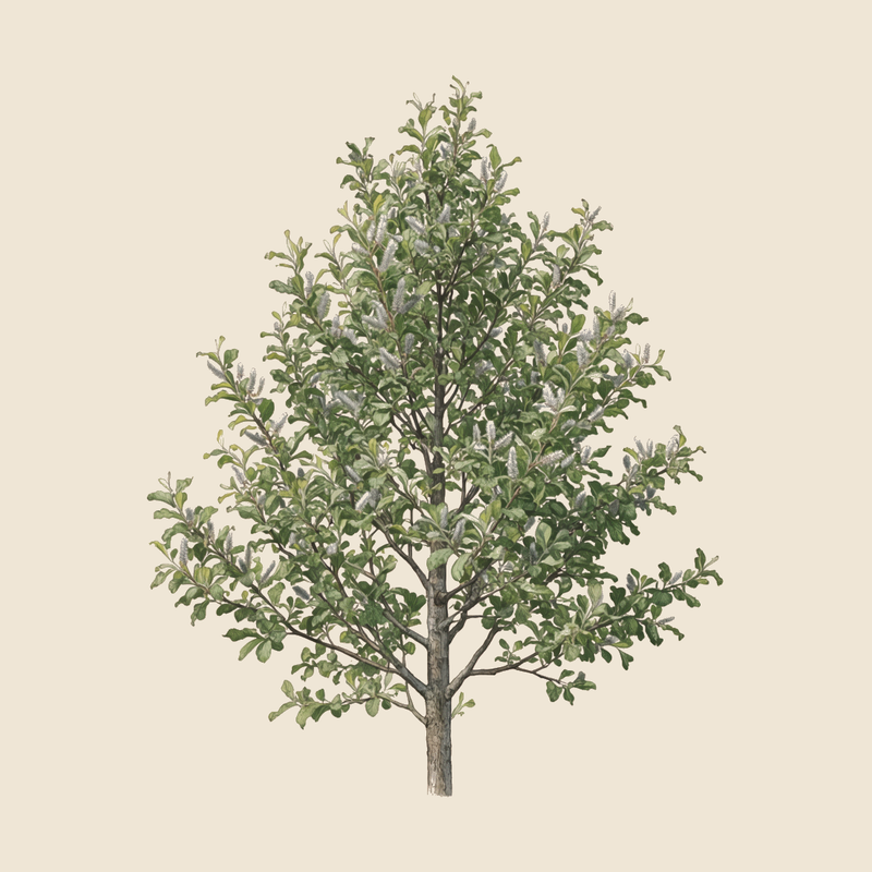 Goat willow (Salix caprea) — syntropic agroforestry species