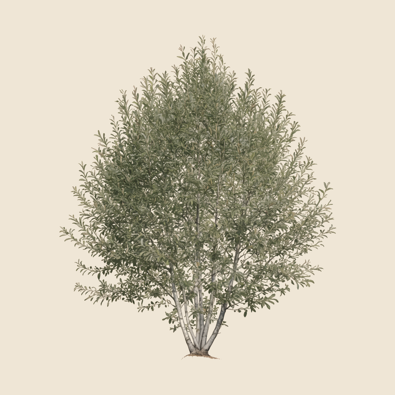 Grey willow (Salix cinerea) — syntropic agroforestry species