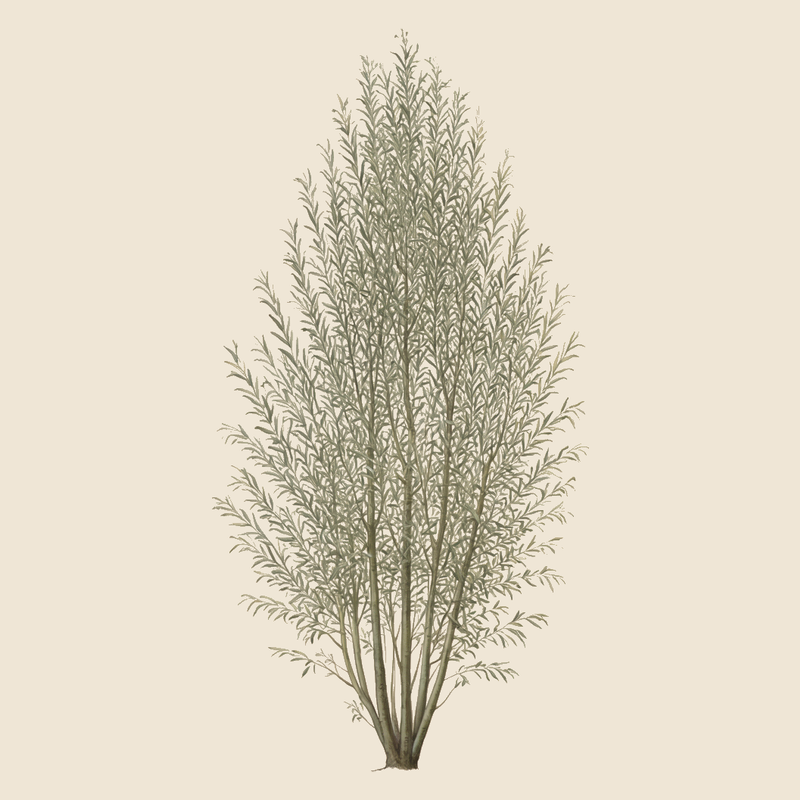 Osier willow (Salix viminalis) — syntropic agroforestry species
