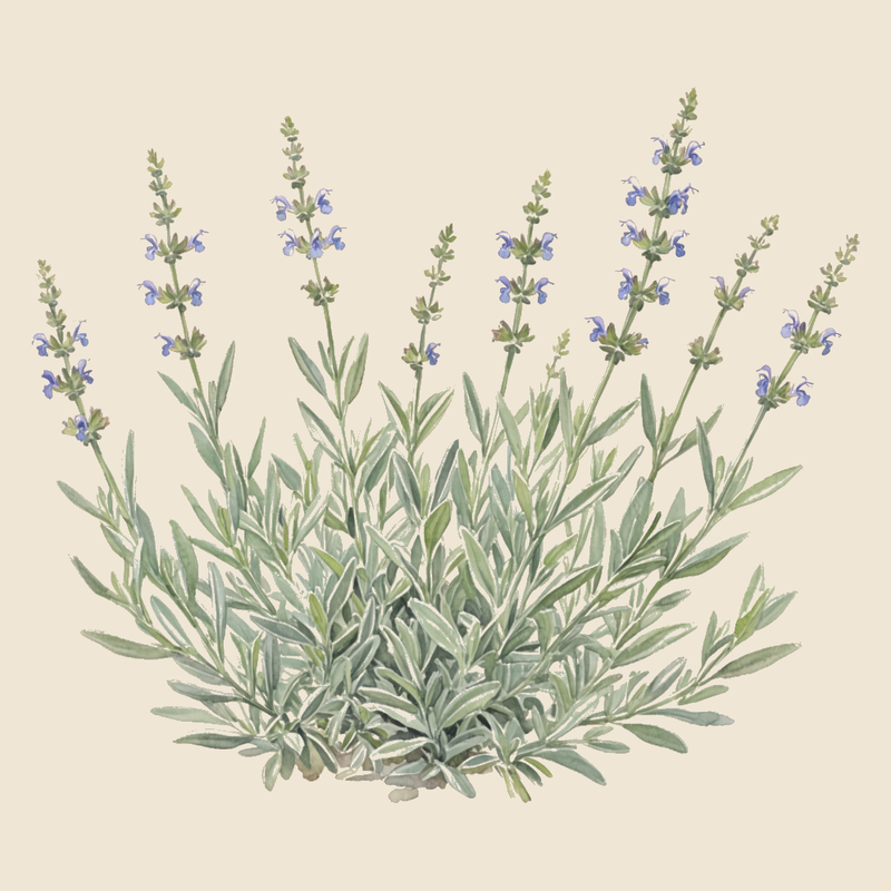 Spanish sage (Salvia lavandulifolia) — syntropic agroforestry species