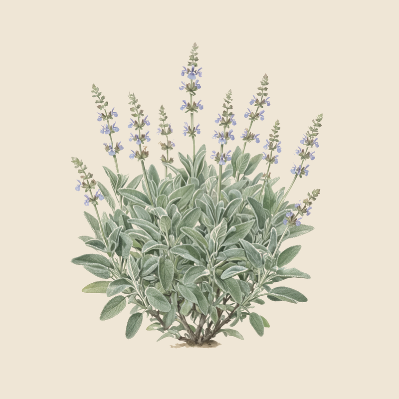 Common sage (Salvia officinalis) — syntropic agroforestry species