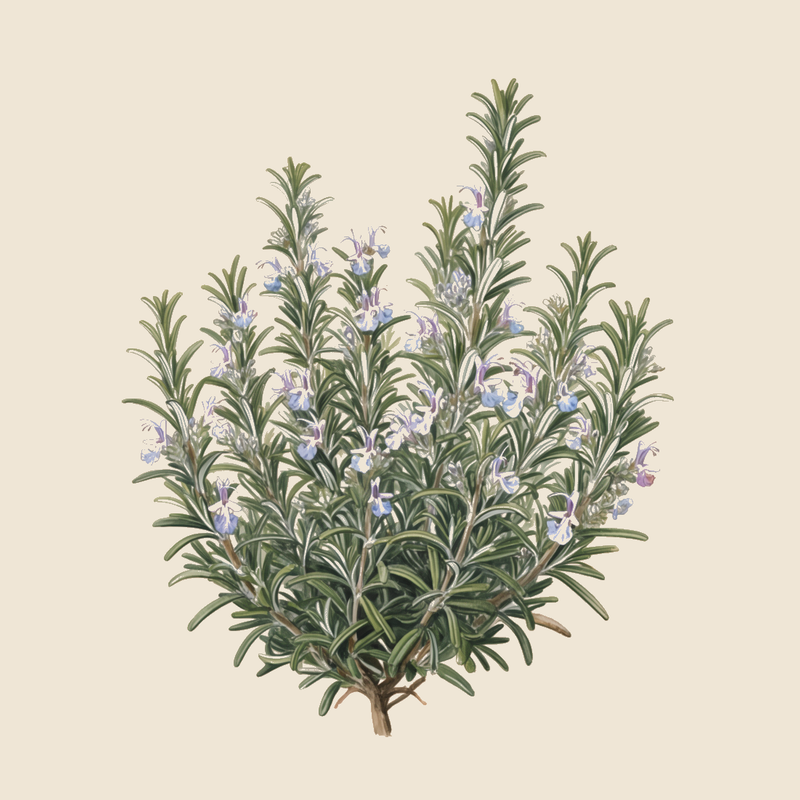 Rosemary (Salvia rosmarinus) — syntropic agroforestry species
