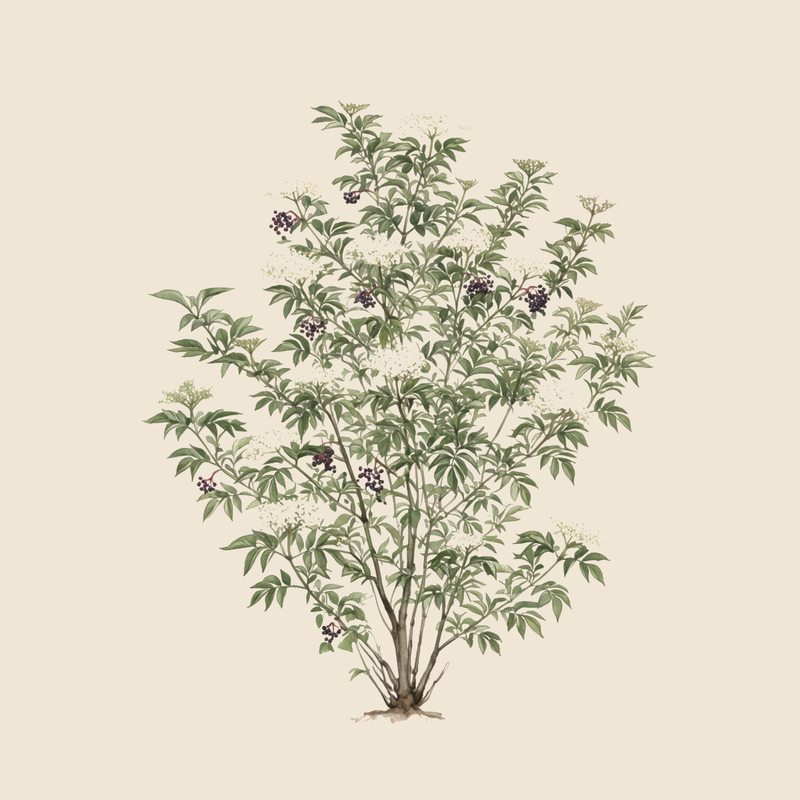 Elder (Sambucus nigra) — syntropic agroforestry species