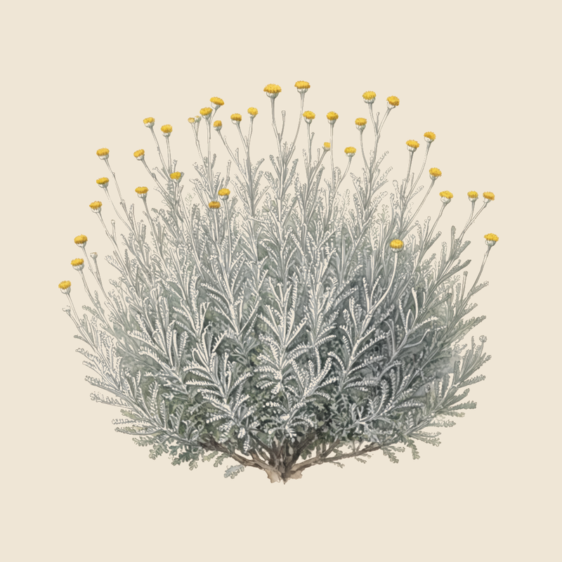 Cotton lavender (Santolina chamaecyparissus) — syntropic agroforestry species
