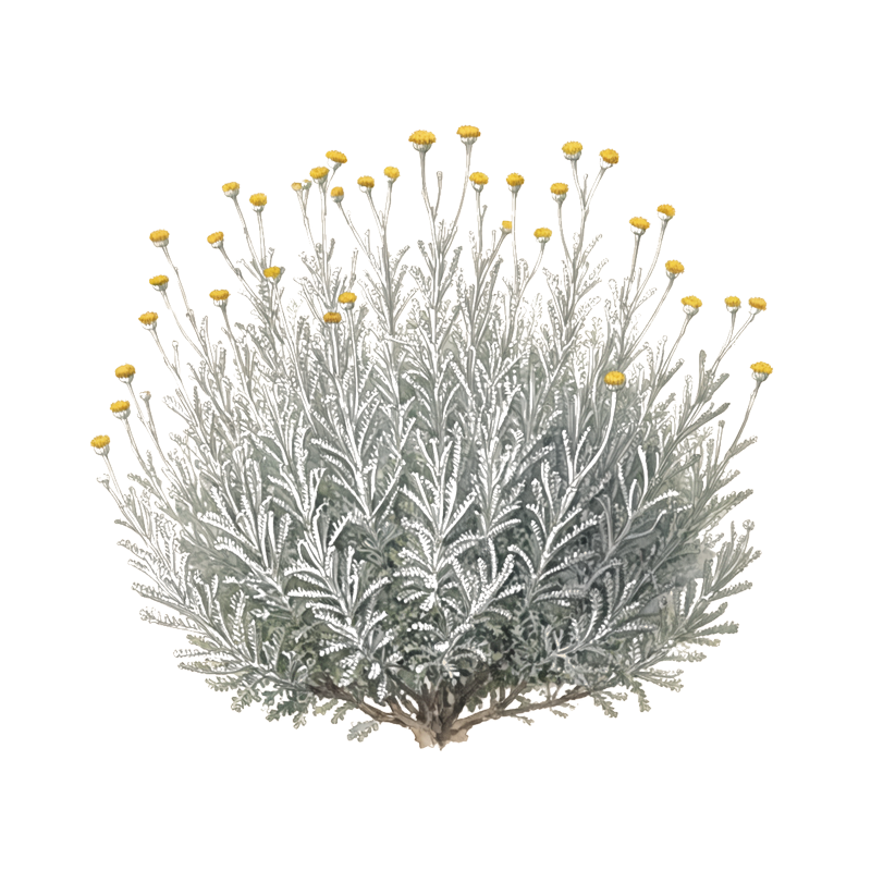 Cotton lavender