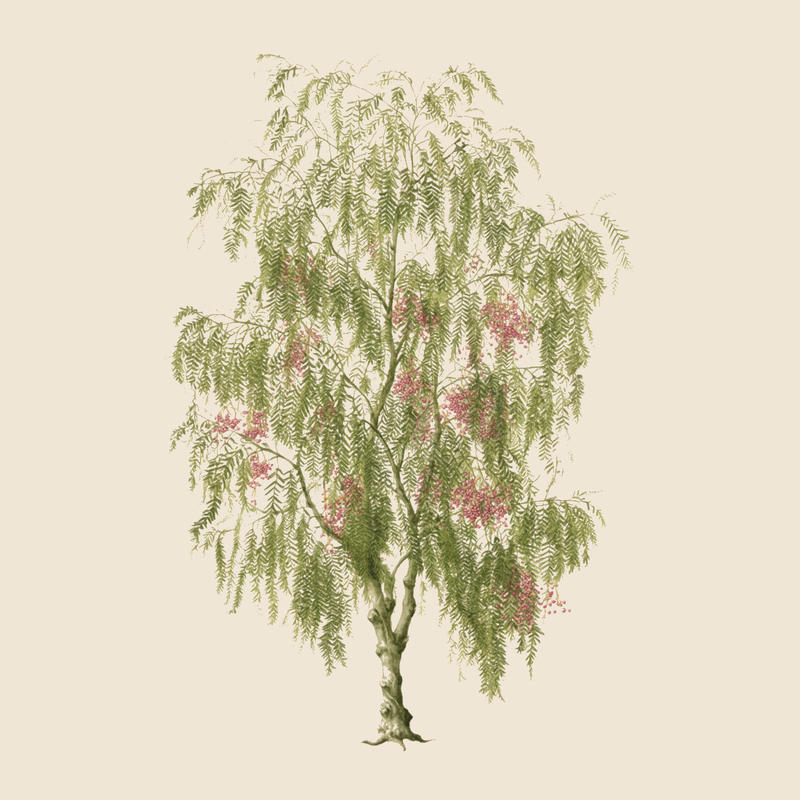 Peruvian pepper tree (Schinus molle) — syntropic agroforestry species
