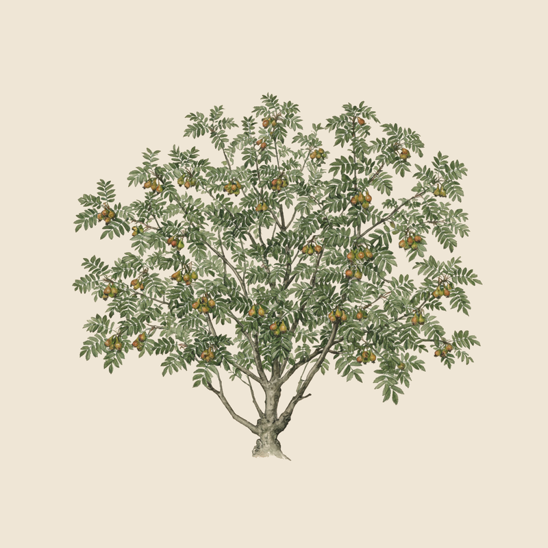 Service tree (Sorbus domestica) — syntropic agroforestry species