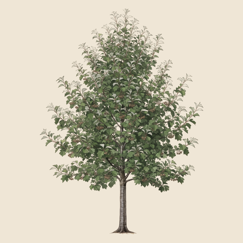 Wild service tree (Sorbus torminalis) — syntropic agroforestry species