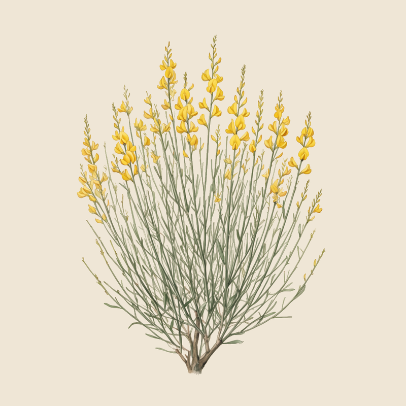 Spanish broom (Spartium junceum) — syntropic agroforestry species