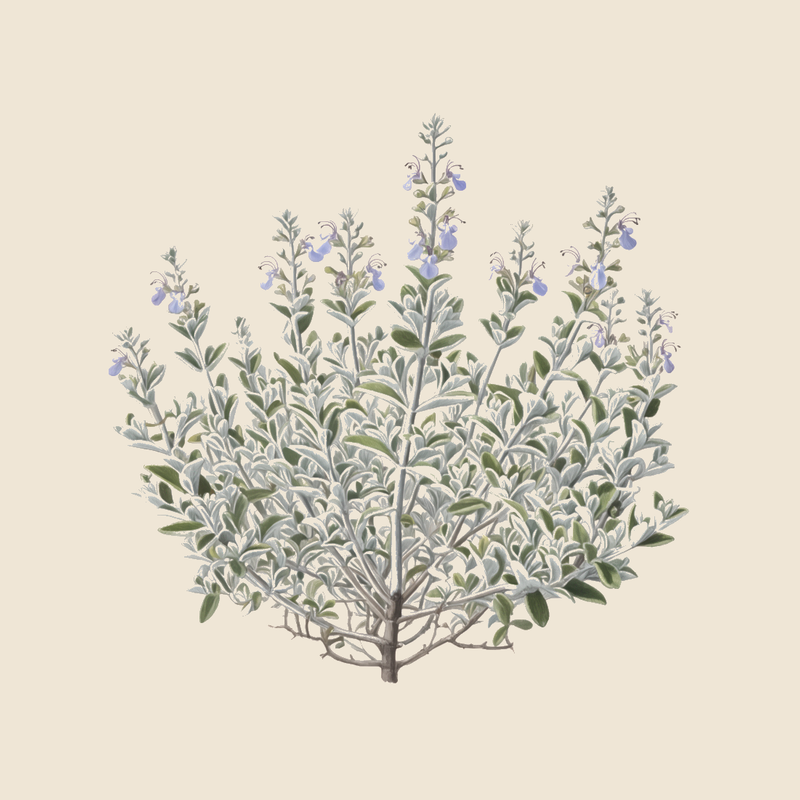 Tree germander (Teucrium fruticans) — syntropic agroforestry species