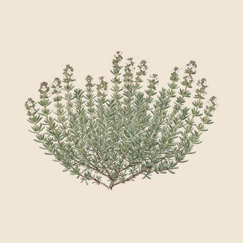 Winter thyme (Thymus hyemalis) — syntropic agroforestry species