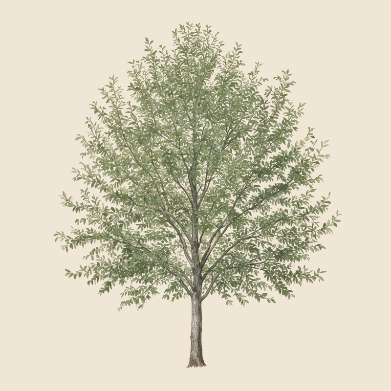 Siberian elm (Ulmus pumila) — syntropic agroforestry species